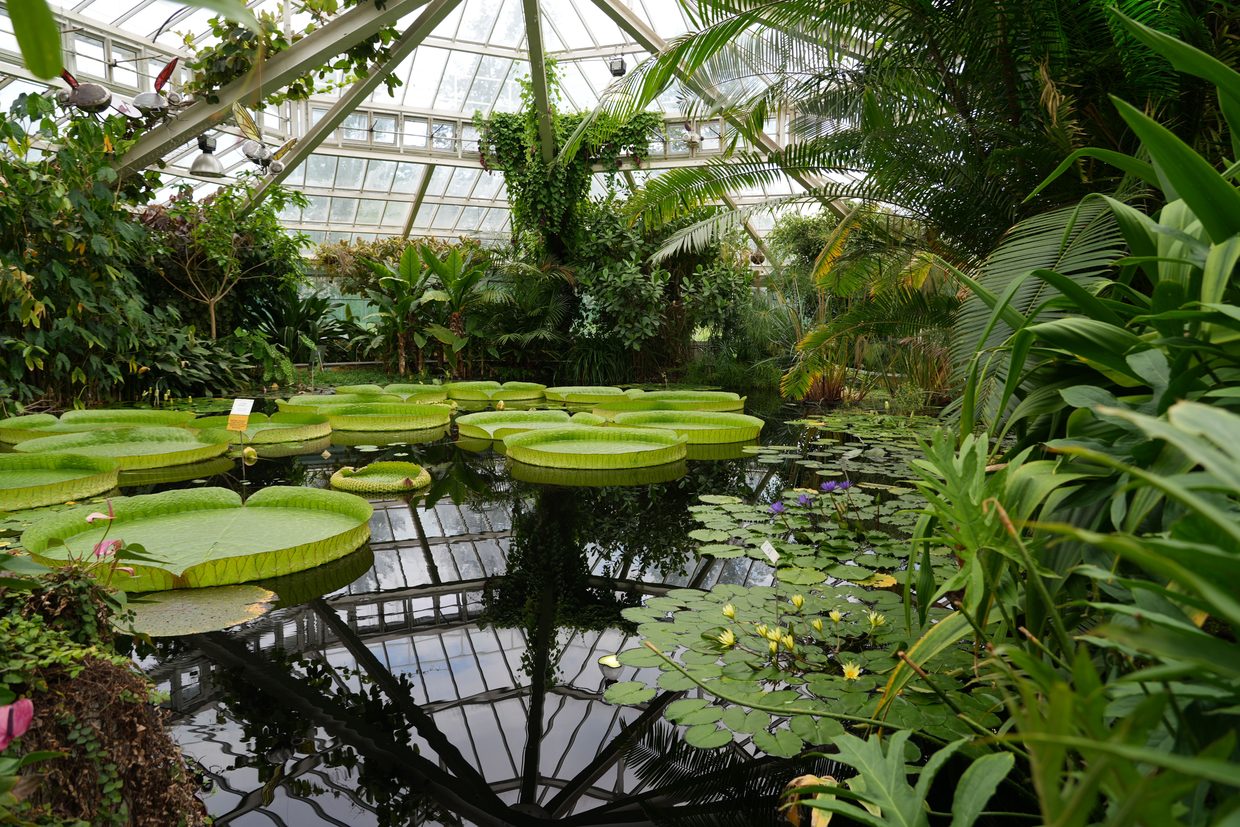 Giant water-lily pads on a still pond beneath a domed glasshouse